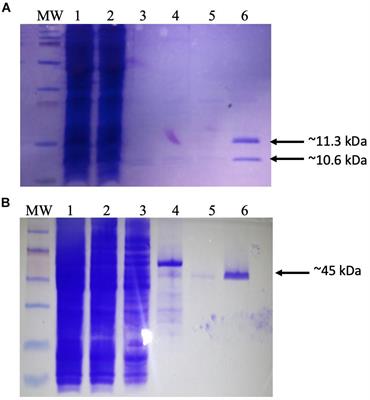 The Site-Specific Recombination System of the Escherichia coli Bacteriophage Φ24B